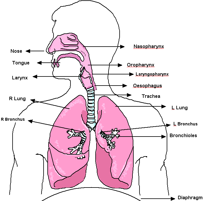 Respiratory Tract