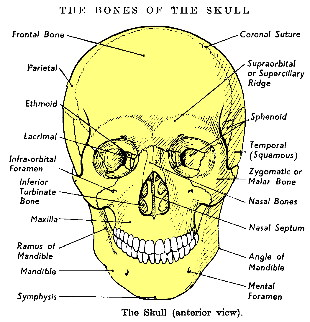 Maxilla Facial 121