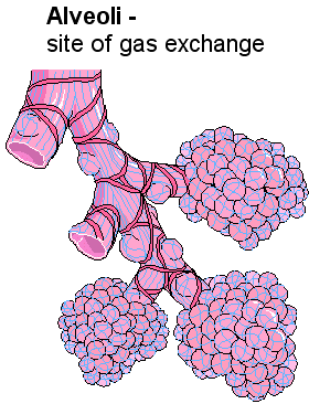 Alveoli