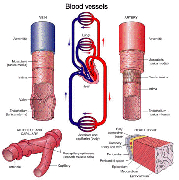 circulatory system heart blood vessels. Blood Vessel Structure