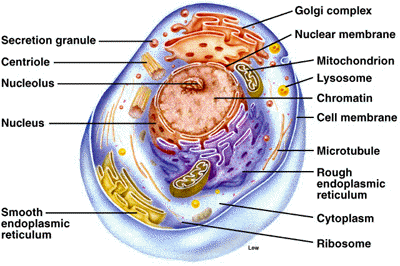 Complex Cell