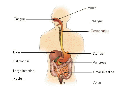Digestive tract