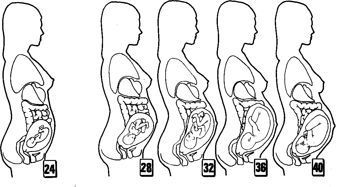 Womens development during pregnancy