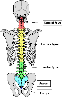 Spinal Column