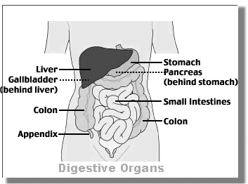 Digestive Organs