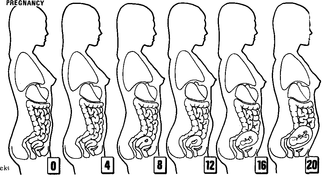 Womens development during pregnancy